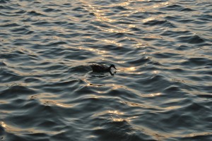 small_DSC_0004