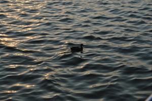small_DSC_0005