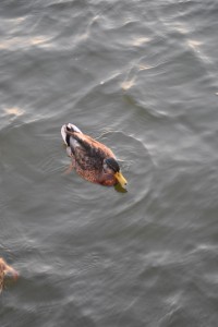 small_DSC_0006