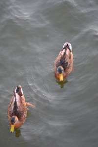 small_DSC_0007