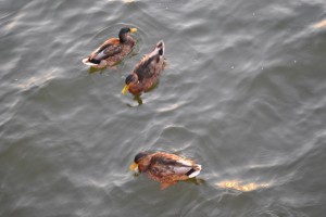 small_DSC_0008