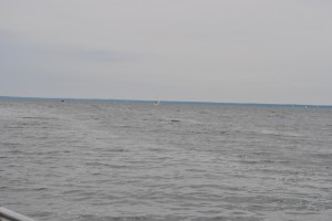 small_DSC_0031