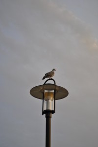 small_DSC_0040