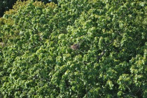 small_DSC_0123
