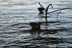 small_DSC_0163