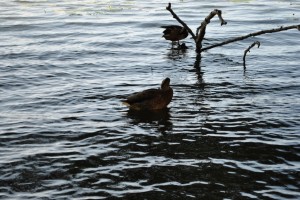 small_DSC_0164