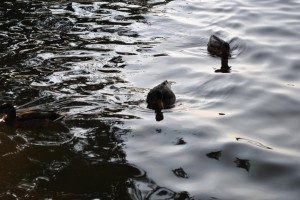 small_DSC_0167