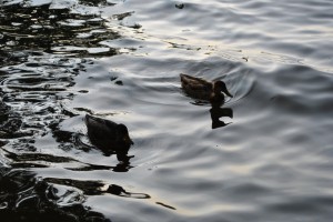 small_DSC_0168