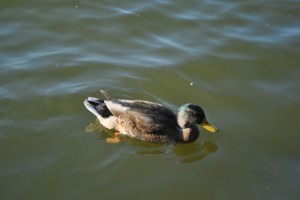 small_DSC_0173
