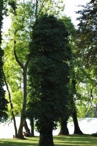 small_DSC_0186