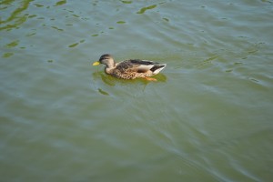 small_DSC_0220