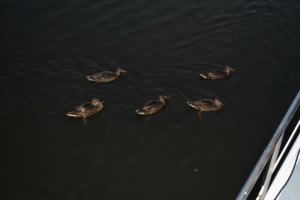 small_DSC_0268