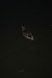 small_DSC_0269