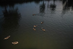 small_DSC_0271