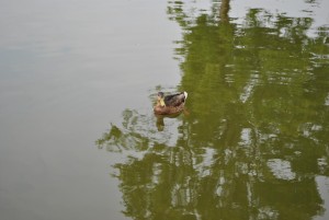 small_DSC_0272