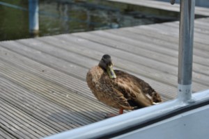 small_DSC_0313