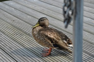 small_DSC_0314