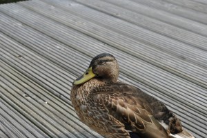 small_DSC_0315
