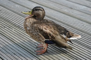 small_DSC_0316