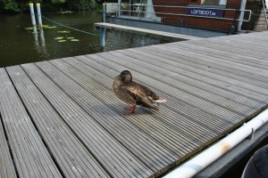 small_DSC_0317