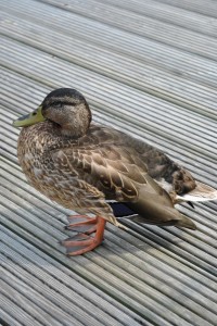 small_DSC_0319