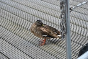small_DSC_0320