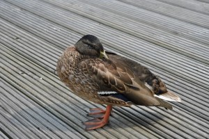 small_DSC_0321