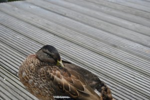small_DSC_0322