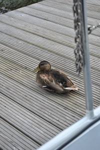 small_DSC_0323
