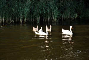 sm_DSC_0410