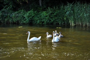 sm_DSC_0411