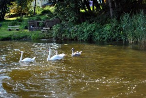 sm_DSC_0412