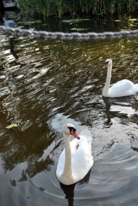 sm_DSC_0421