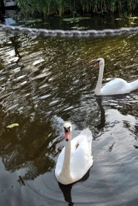 sm_DSC_0422