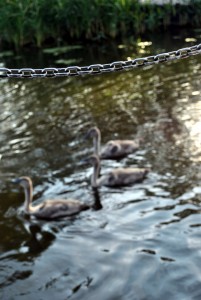 sm_DSC_0423