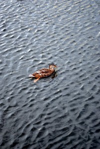 sm_DSC_0671
