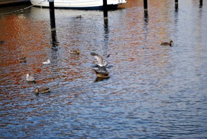 sm_DSC_0682