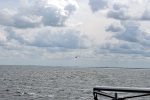 sm_DSC_0694