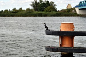 sm_DSC_0715