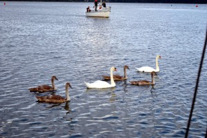 sm_DSC_0731