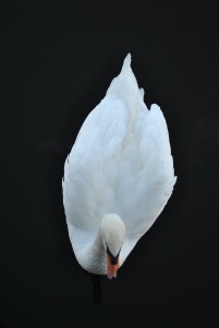 small_DSC_0131